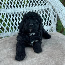 Bryce - Black and white female Bernedoodle puppy in North Highlands, California from The Purrfectpups