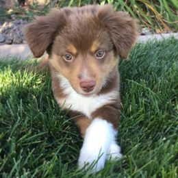 Miniature American Shepherd and Miniature Australian Shepherd Puppies from Idaho Mountain Mini Aussies