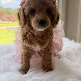 Pekingese, Poodle, and Shih Tzu Puppies from Happy puppies