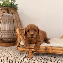 Marina - Red female Aussiedoodle puppy in North Royalton, Ohio from Johnson's Doodles