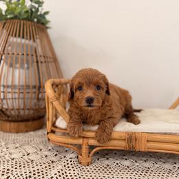 Marina - Red female Aussiedoodle puppy in North Royalton, Ohio from Johnson's Doodles