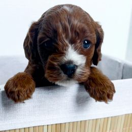 Cavalier King Charles Spaniel, Cavapoo, Poodle, Shihpoo, and Shih Tzu Puppies from Show Me Poodles Doodles and Cavaliers