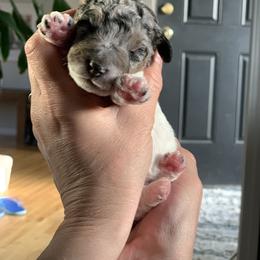 Aussiedoodle Puppies from Olive Tree Mini Aussiedoodles