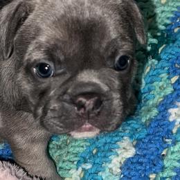 French Bulldogs from Kingdom Cubz Kennel