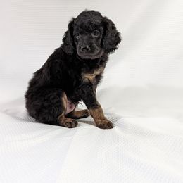 Aussiedoodle Puppies from Appleblossom Aussiedoodles