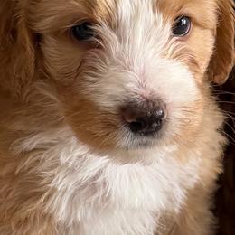 French - Yellow and white female Bernedoodle puppy in Gilbert, Arizona from The Berne Barn... it’s a Doodle thing!