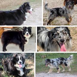 Australian Shepherd puppies from MK Aussies