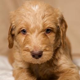 Orion - Cream male Goldendoodle puppy in Palmetto Bay, Florida from SOMIDOODLES
