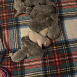 2 - Blue female French Bulldog puppy in Marion, Virginia from Frenchies Vom Reiches Tal