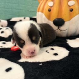 Pancake - White and red female Pembroke Welsh Corgi puppy in Saint George, South Carolina from Carolina cotton candy corgis