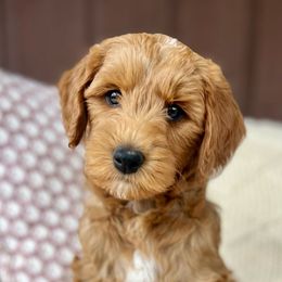 Franklin - Red  Goldendoodle puppy in Saint John, Indiana from Lulu's Goldendoodles