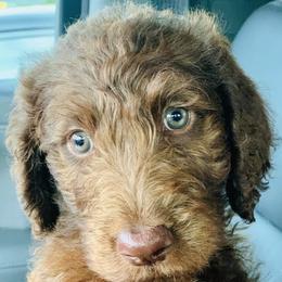 Poodle Puppies from Loving Labs TN