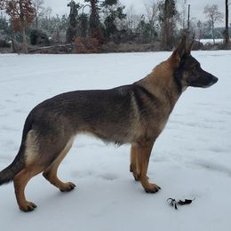 Rain - German Shepherd
