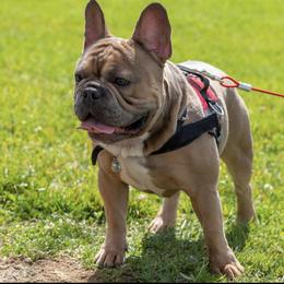 Diesel - French Bulldog