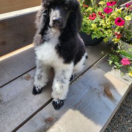 Poodle Puppies from Joyful Paw Poodles