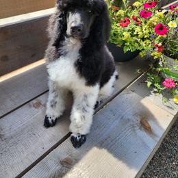 Poodle Puppies from Joyful Paw Poodles
