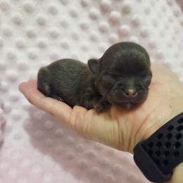 Girl 2 - Chocolate and tan female Chihuahua puppy in Richmond, Virginia from Breens