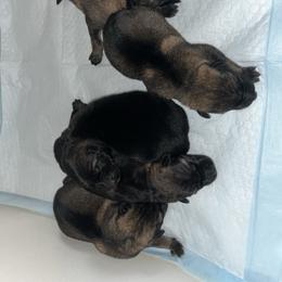 4th choice male - Sable male German Shepherd puppy in Lucasville, Ohio from Trusting Hearts Kennel