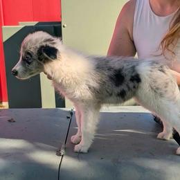 Clover - White and blue merle female Border Collie puppy in Shell Knob, Missouri from Stoneridge Kennel