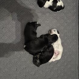 Miniature Schnauzer Puppies from Dara's Miniature Schnauzers