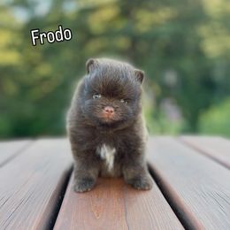 Frodo - Chocolate and tan male Pomeranian puppy in Roseburg, Oregon from Dbos Furry Friends