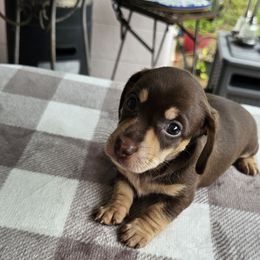 Big Bertha - Chocolate and cream female Dachshund puppy in Sarasota County, Florida from Donna's Mini Joys