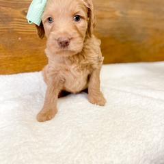 Double Doodle and Labradoodle Puppies from Magnolia & Finn Doodles