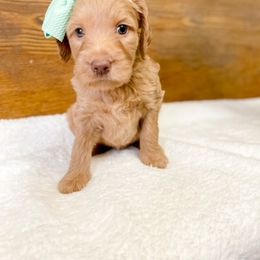 Double Doodle and Labradoodle Puppies from Magnolia & Finn Doodles