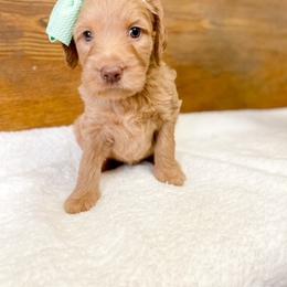 Double Doodle and Labradoodle Puppies from Magnolia & Finn Doodles