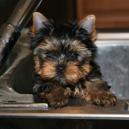 Yorkshire Terrier Puppies from Luxe Yorkshire Terriers