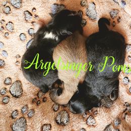 Pomeranian Puppies from Argetsinger Poms