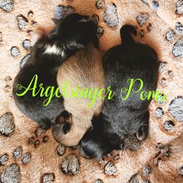 Pomeranian Puppies from Argetsinger Poms