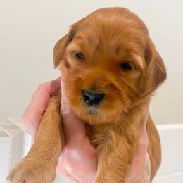 La Toya - Red  female Goldendoodle puppy in Garden Grove, California from Sunkissed Doodles