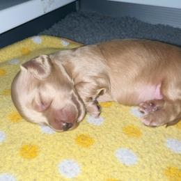 Dachshund Puppies from Signatures Mini Dachshunds