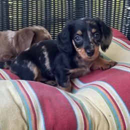 Girl 2 - Dapple female Dachshund puppy in Choccolocco, Alabama from Ace’s Doxies