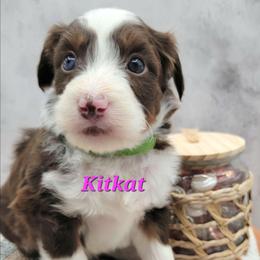 Kitkat - Brown and white female Aussiedoodle puppy in Boonville, North Carolina from Branch Creek kennels