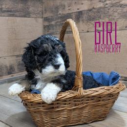 Raspberry - Tri-color female Bernedoodle puppy in Cambridge, Minnesota from Country Meadow Doodles