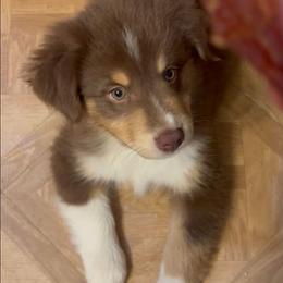 Ceres - Red tri-color male Australian Shepherd puppy in Squaw Valley, California from A&M Australian Shepherds