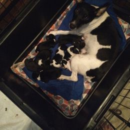 Rat Terrier puppies from Manumit Rat Terriers