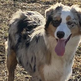 Speck - Australian Shepherd puppy in Tulsa, Oklahoma from Lucky Penny Aussies and Lucky Penny Transport