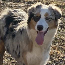 Speck - Australian Shepherd puppy in Tulsa, Oklahoma from Lucky Penny Aussies and Lucky Penny Transport