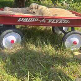 Aspen - Parti male Goldendoodle puppy in Milan, Georgia from Cherokee Rose kennels