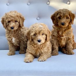 Bernedoodle and Goldendoodle Puppies from Doodle Bliss