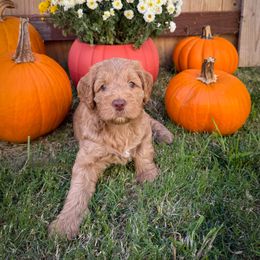 Green Collar - Caramel red male Australian Labradoodle puppy in Vandenberg Space Force Base, California from Peak Australian Labradoodles