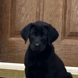 Teal - Black Labrador Retriever puppy in Tabernacle, New Jersey from Glenn Farm Retrievers