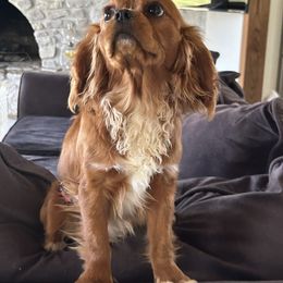 Winston - Cavalier King Charles Spaniel