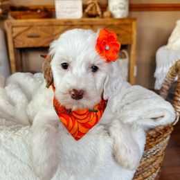 Pecan - Parti female Goldendoodle puppy in Ozark, Missouri from Halo Doodles