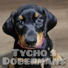 Dove - Black and rust female Doberman Pinscher puppy in Houston, Texas from Tycho's Dobermans
