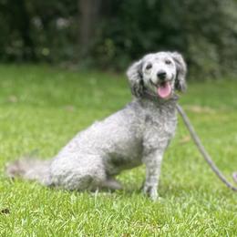 Poodle puppies from Mystic Mini Poodles