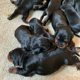 Boy 5 - Black and tan male Gordon Setter puppy in Gordonville, Pennsylvania from Blue Ribbon Setters